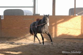 Maestoso Alea 2009