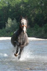 Maestoso Alea 2009