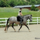 Maestoso Alea - 1. Reitkurs bei Desmond O'Brien