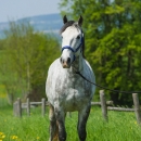 Reitkurs Ruth Giffels Mai 2013