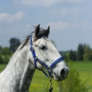 Reitkurs Ruth Giffels Mai 2013