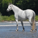 Ronja 2007