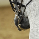 Barockes Reiten mit Richard Hinrichs - Juli 2010