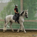 Barockes Reiten mit Richard Hinrichs - Juli 2010