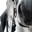 Barockes Reiten mit Richard Hinrichs - Juli 2010