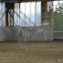 Barockes Reiten mit Richard Hinrichs - Juli 2010