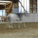 Barockes Reiten mit Richard Hinrichs - Juli 2010