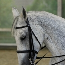 Barockes Reiten mit Richard Hinrichs - Juli 2010