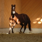 2005 Pferde