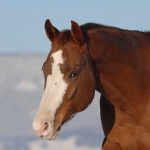 2007 Pferde