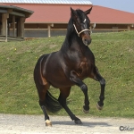 2010 Pferde