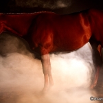 Nebelfotoshooting 2012 Tag 1