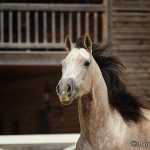 Bitte nur diese Bilder fuer VRH oder sonstiges verwenden - please use only this free pictures for vitual stable or games