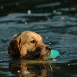 Rubrik Hunde