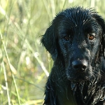 Rubrik Hunde