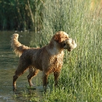 Rubrik Hunde