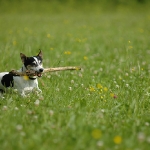 Rubrik Hunde