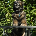 Rubrik Hunde