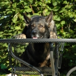 Rubrik Hunde