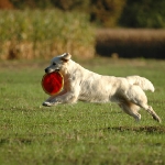 Rubrik Hunde