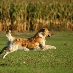Rubrik Hunde