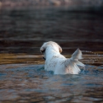 Rubrik Hunde