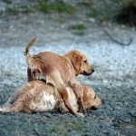 Rubrik Hunde