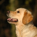 Rubrik Hunde