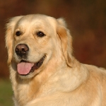 Rubrik Hunde