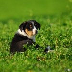 Rubrik Hunde
