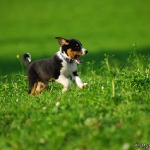 Rubrik Hunde