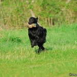 Rubrik Hunde