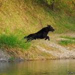 Rubrik Hunde