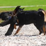 Rubrik Hunde