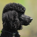 Rubrik Hunde