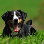 Rubrik Hunde
