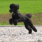 Rubrik Hunde