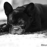 Franz. Bulldogge - Rosi & Roko