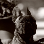 Franz. Bulldogge - Rosi & Roko