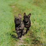 Franz. Bulldogge - Rosi & Roko