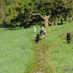 Franz. Bulldogge - Rosi & Roko