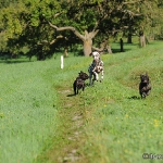 Franz. Bulldogge - Rosi & Roko