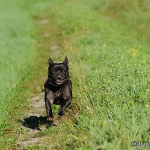Franz. Bulldogge - Rosi & Roko