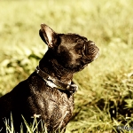 Franz. Bulldogge - Rosi & Roko