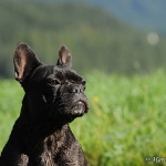Franz. Bulldogge - Rosi & Roko