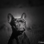 Franz. Bulldogge - Rosi & Roko