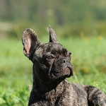 Franz. Bulldogge - Rosi & Roko
