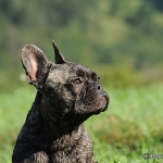 Franz. Bulldogge - Rosi & Roko