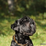 Hunde-Fotoshooting in Imst