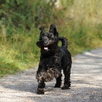 Hunde-Fotoshooting in Imst